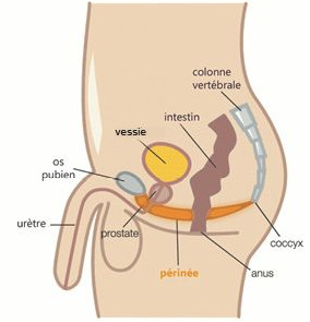 périnée homme schéma périnée homme image